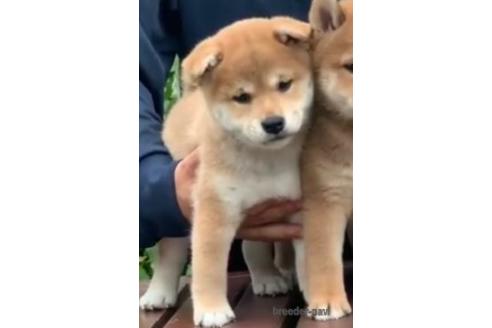 成約済の三重県の柴犬-199475の1枚目
